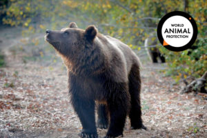 Bears deserve respect